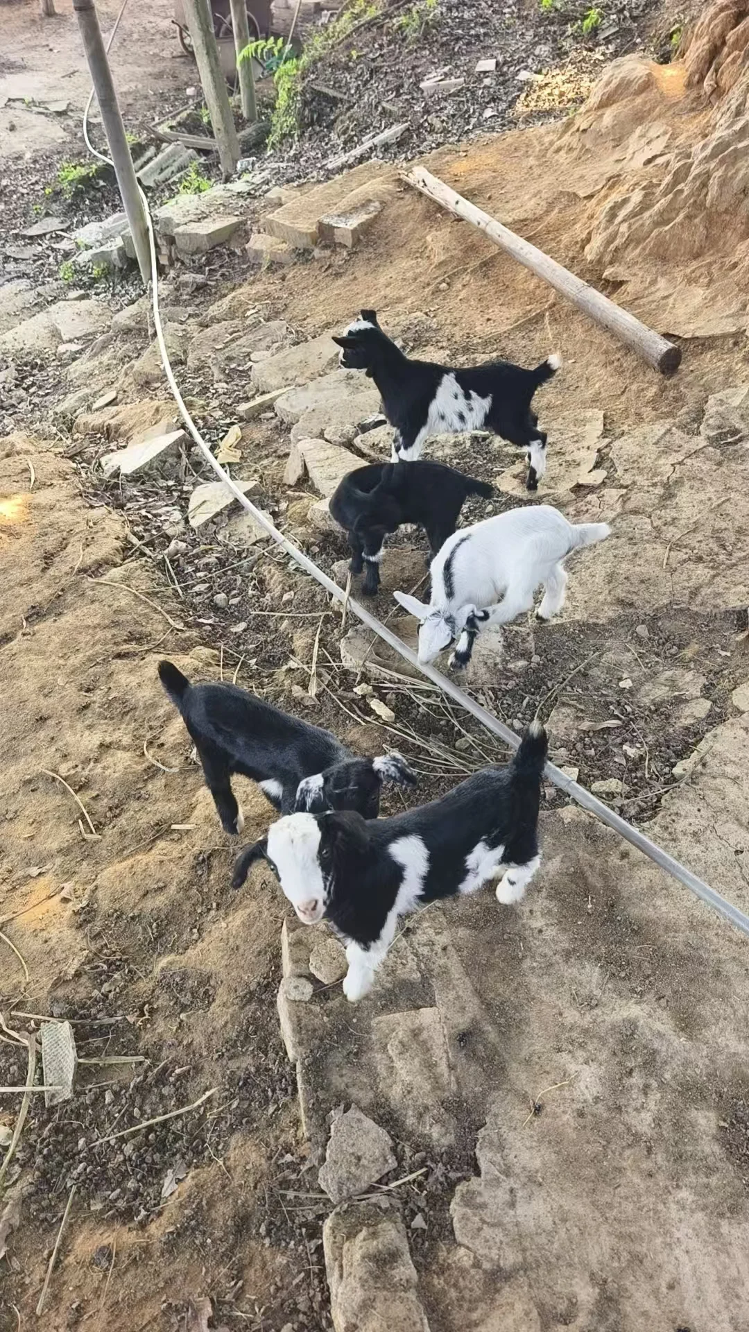 Ｘֻô죡