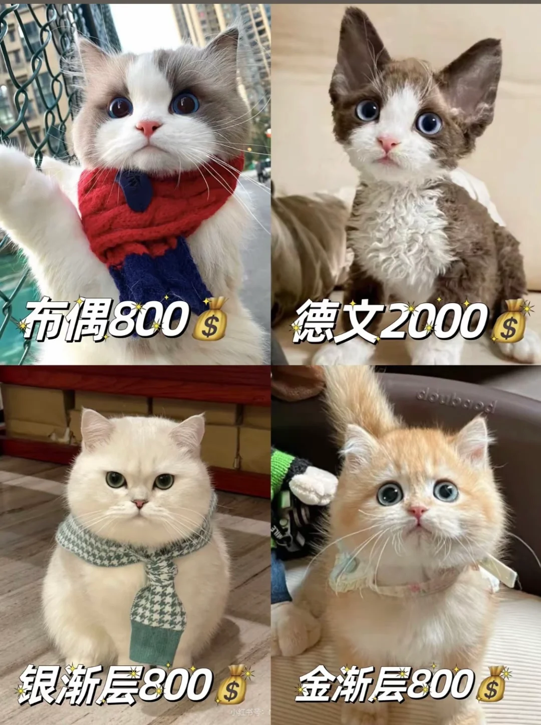 猫狗大全价格表