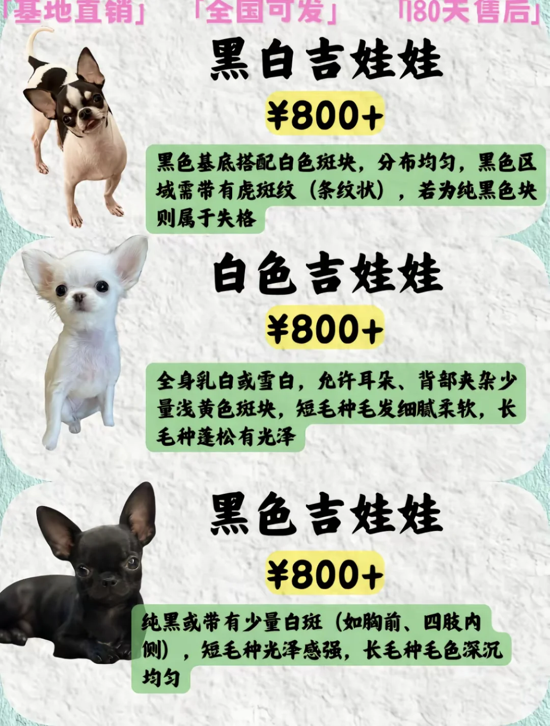 2025年吉娃娃品种及价格盘点