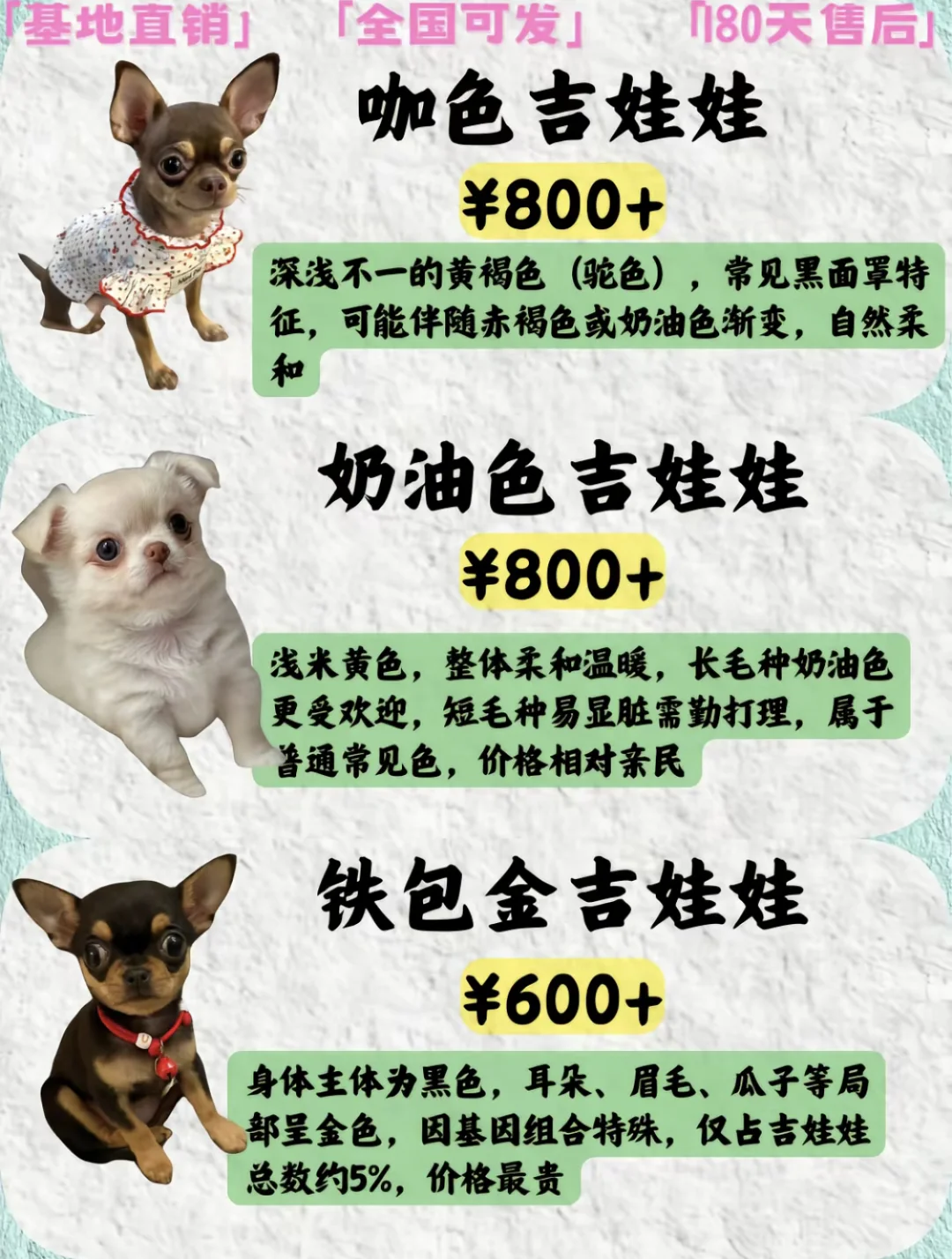2025年吉娃娃品种及价格盘点
