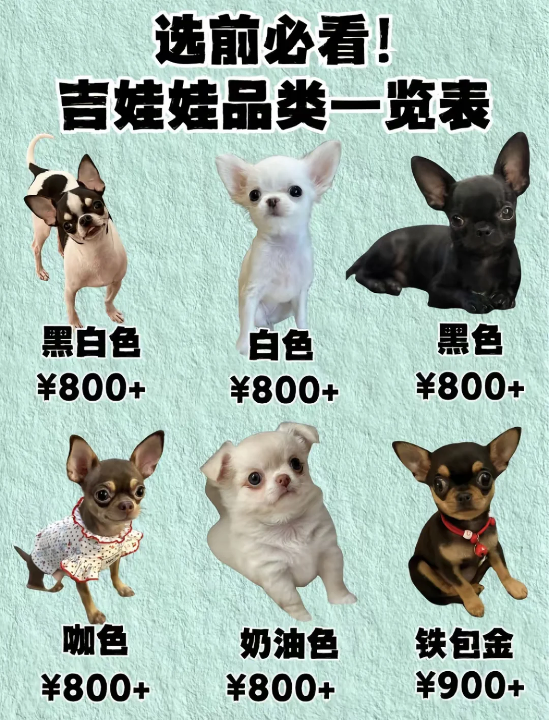 2025年吉娃娃品种及价格盘点