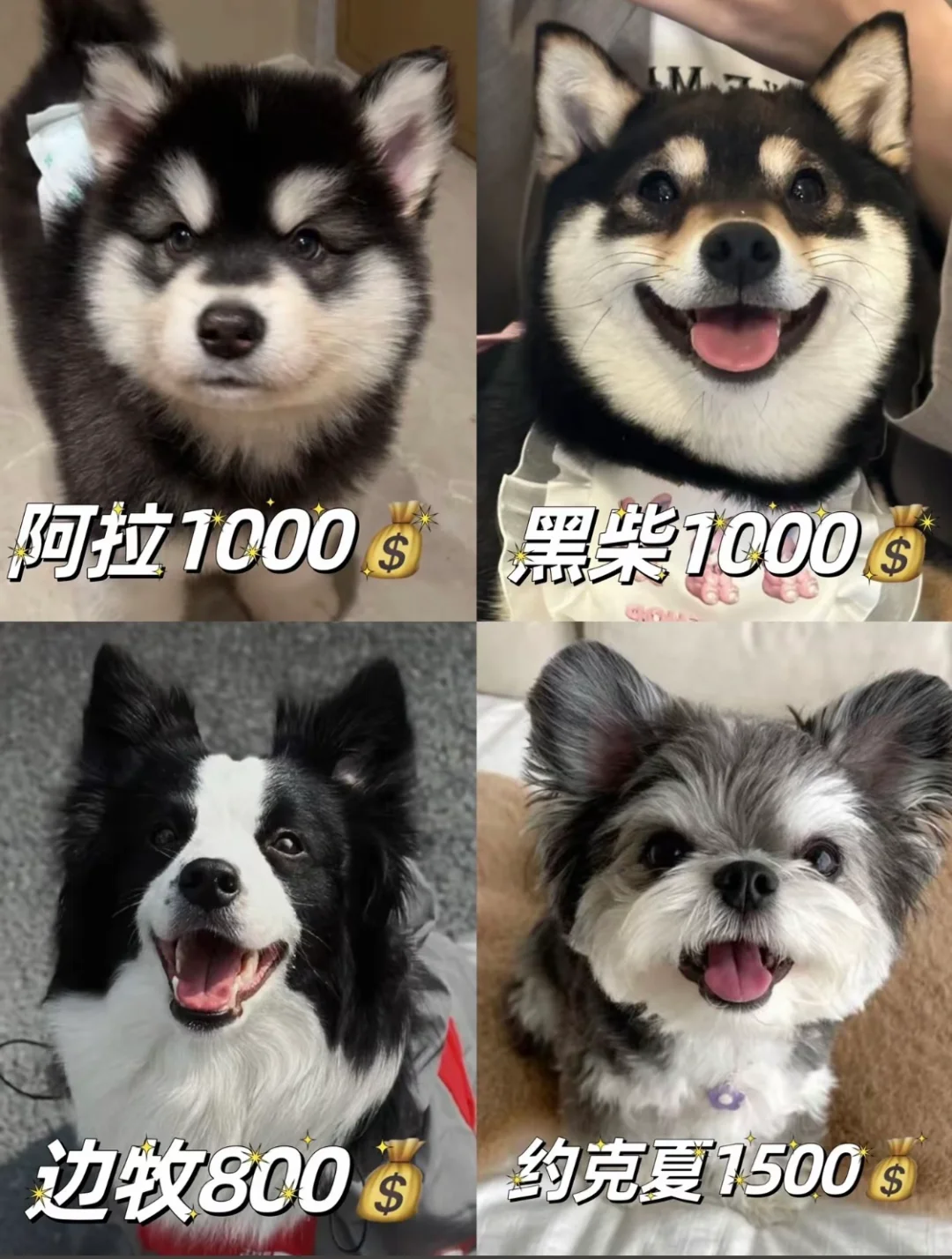 猫狗大全价格表