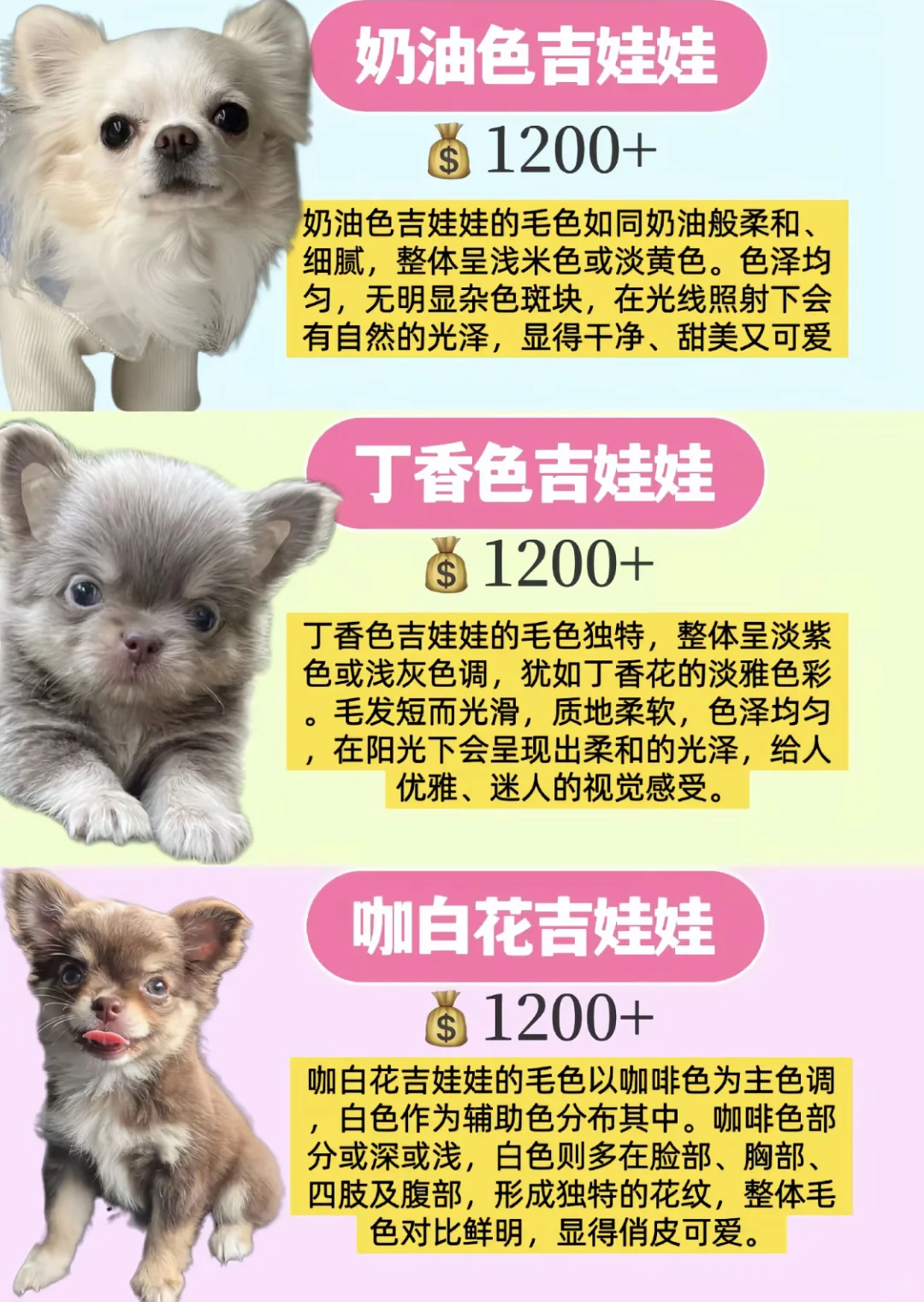 2025年吉娃娃品种及价格盘点