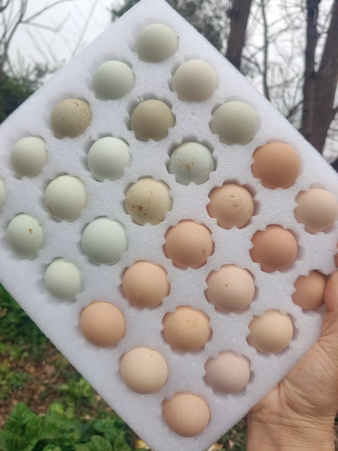 ڽر