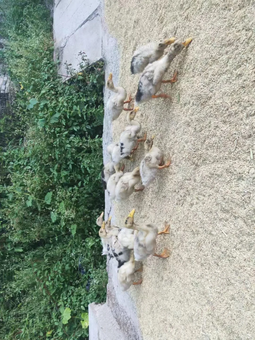 你吃的那些便宜土鸡蛋是正宗的吗？
