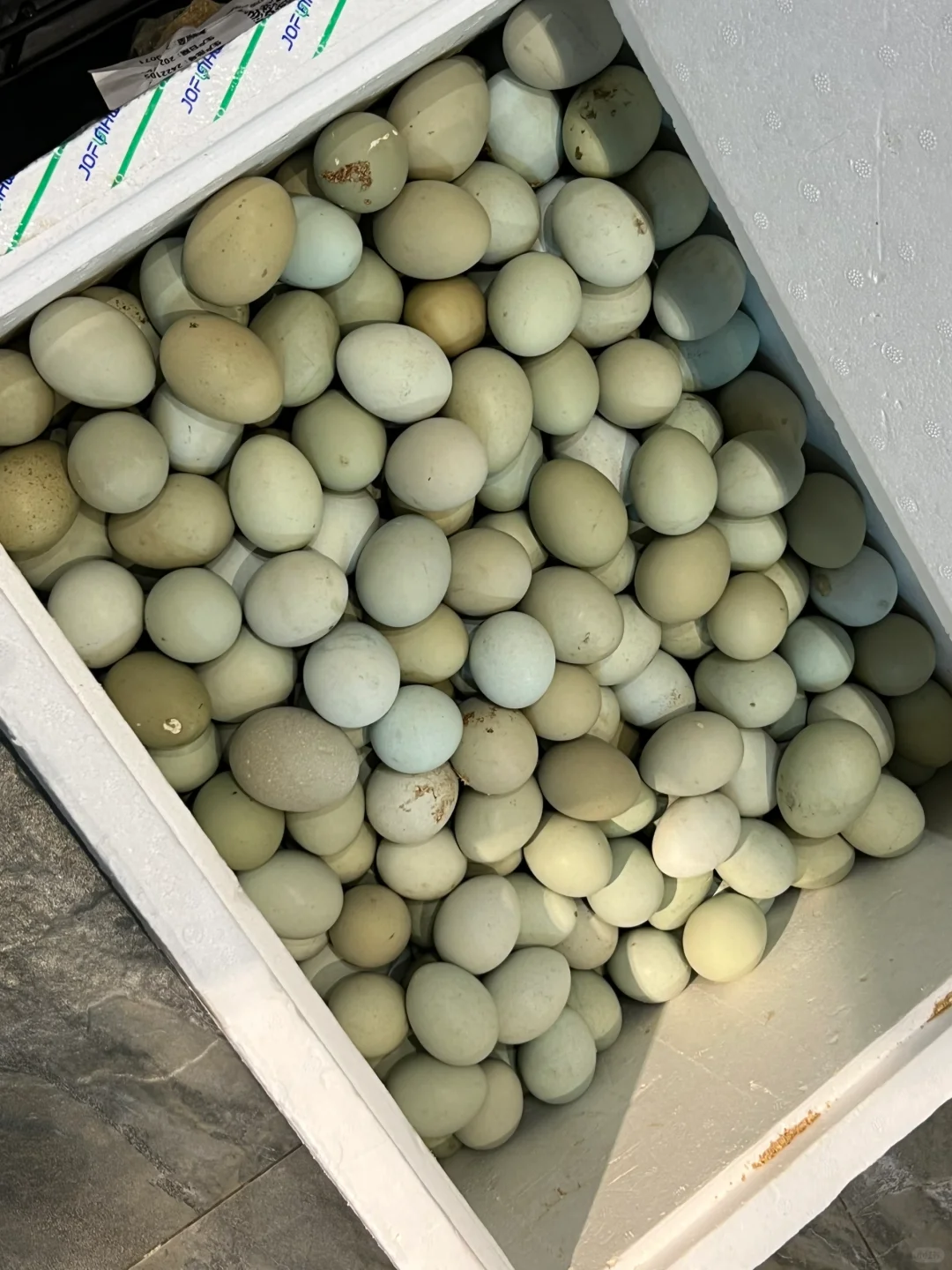 江门除了大昌有绿壳鸡蛋卖，还有我这里?