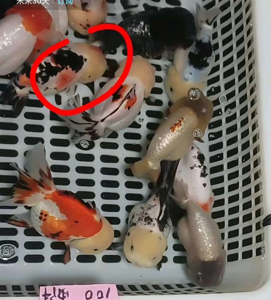 Ϊʲô۸ôࣿ