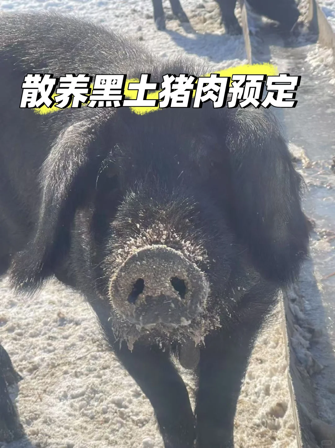 ɢԤ