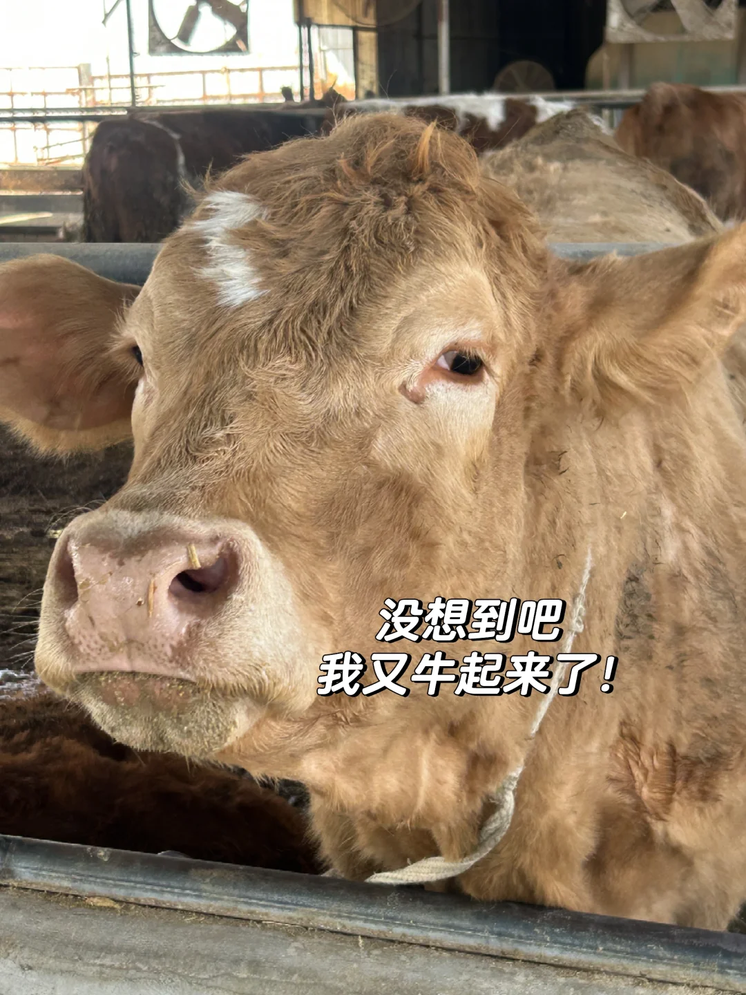 û˵ ţҲ̫...