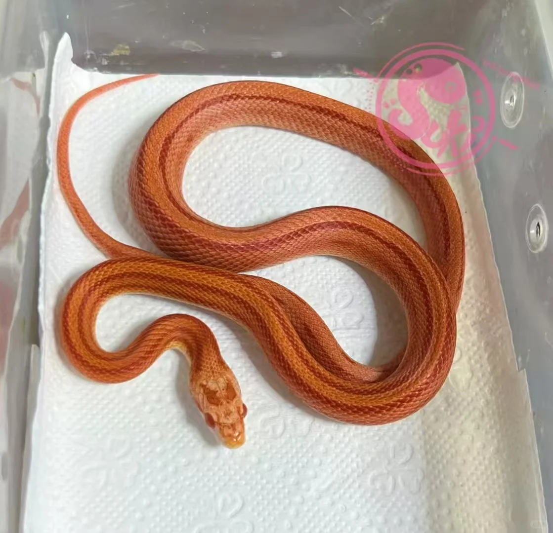 ඼۸