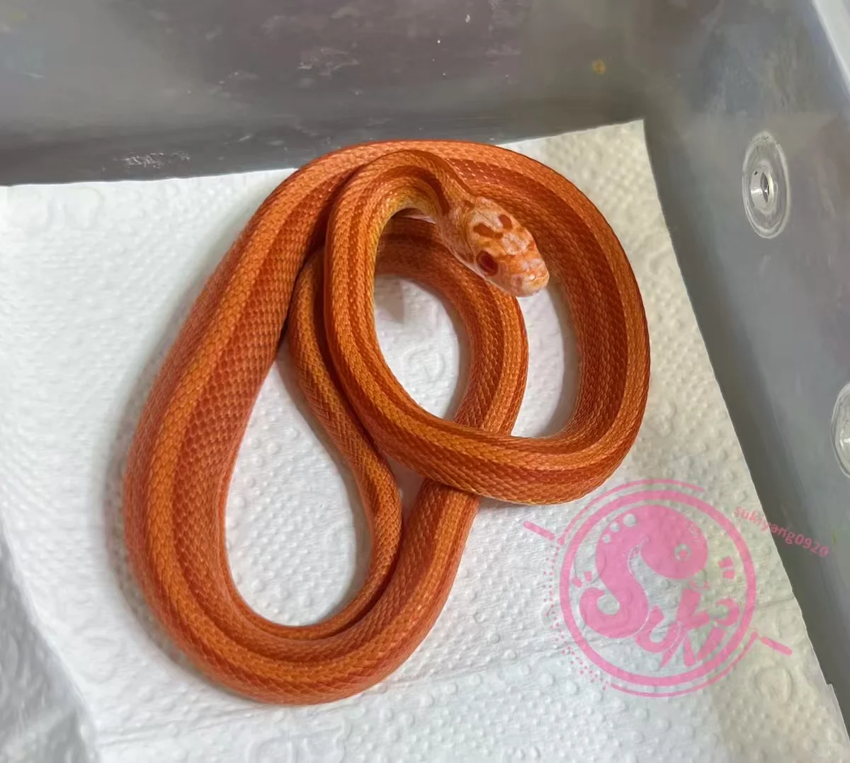 ඼۸