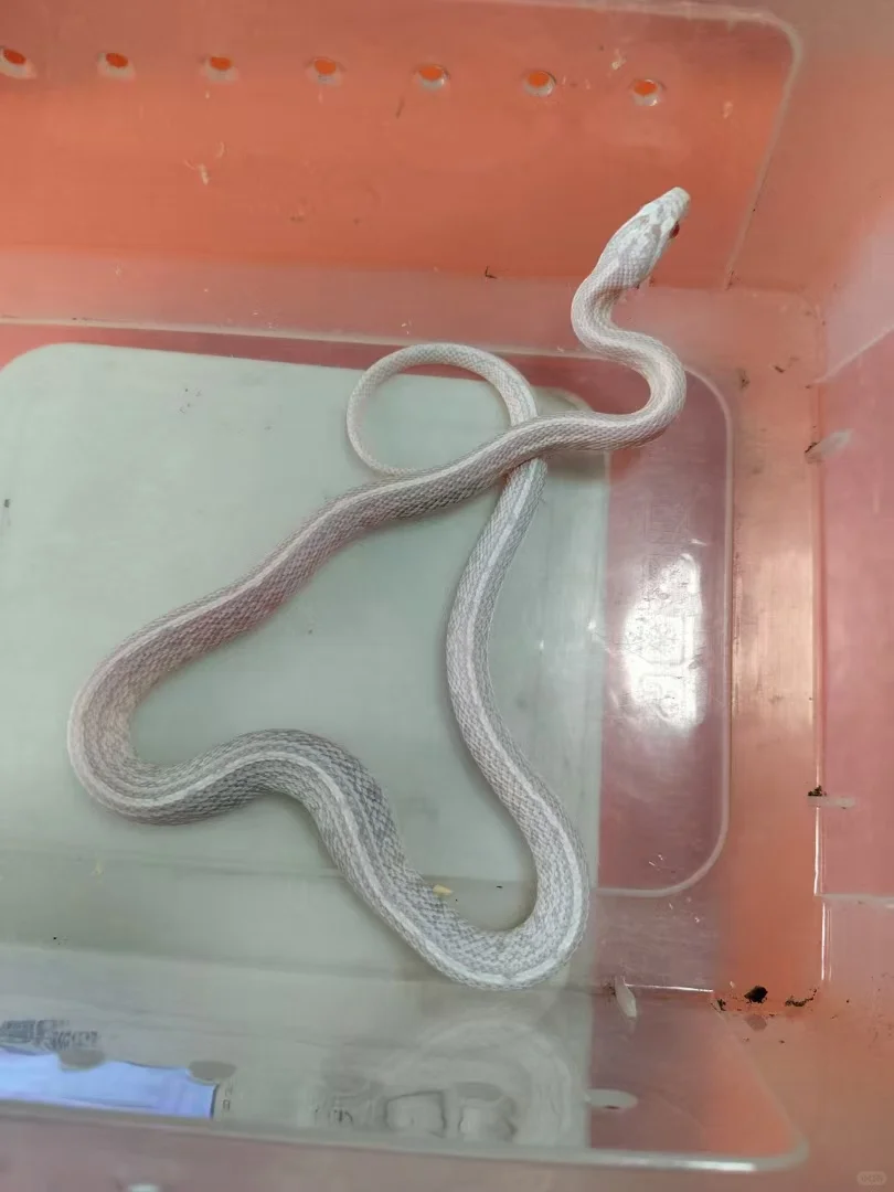 ඼۸