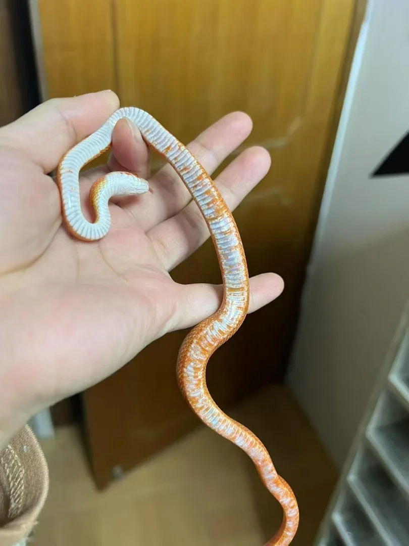 ඼۸
