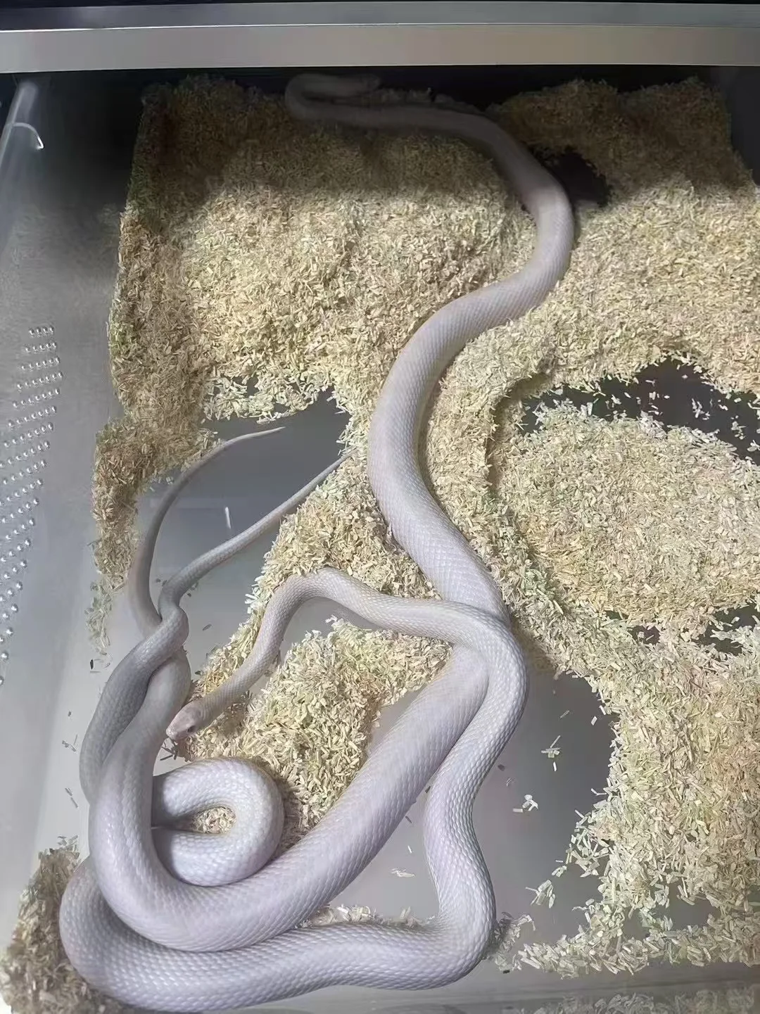 ඼۸
