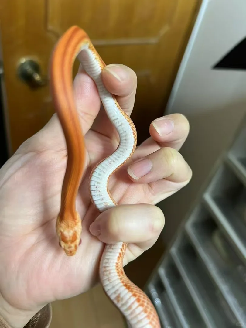 ඼۸