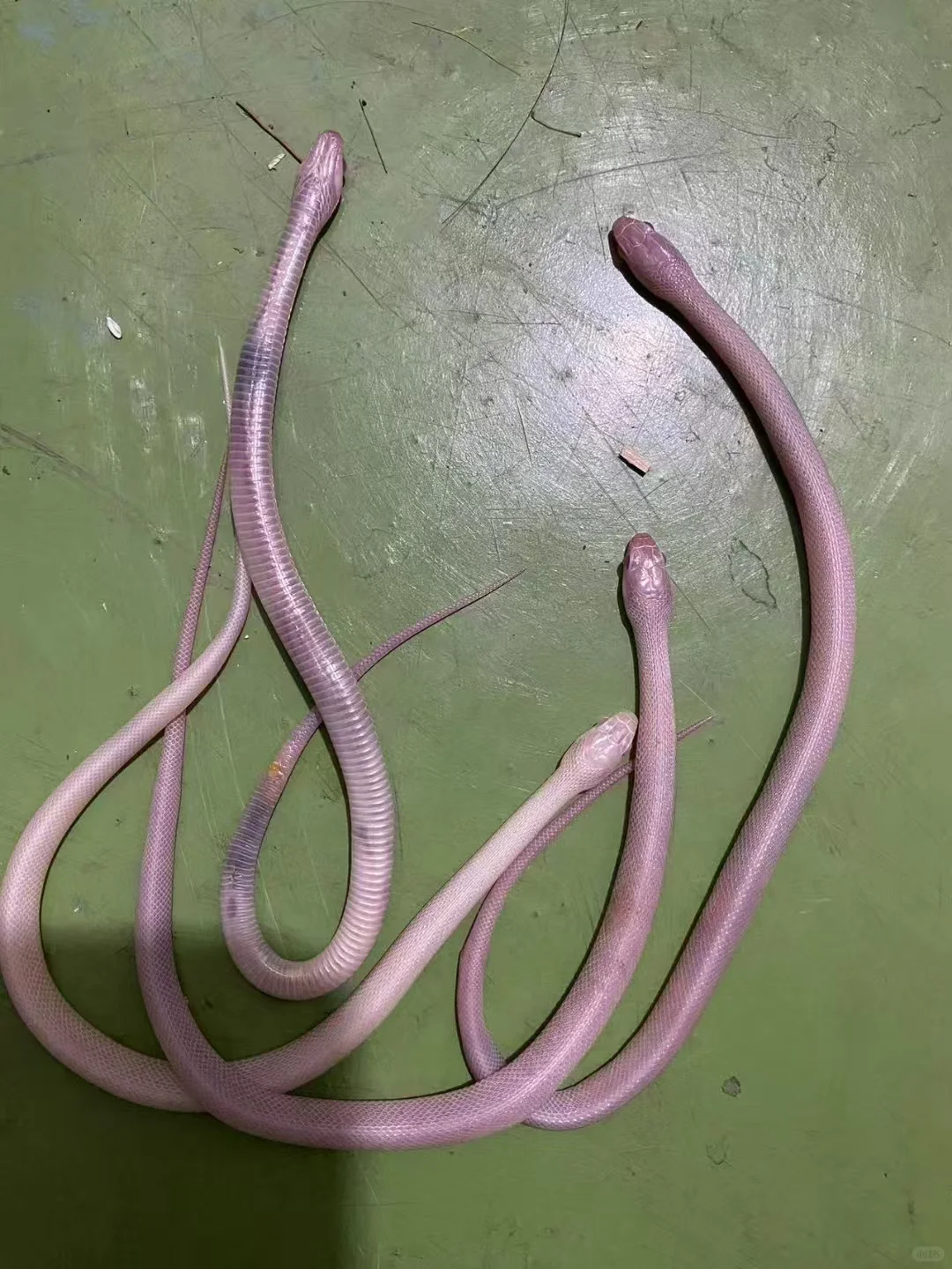 ඼۸