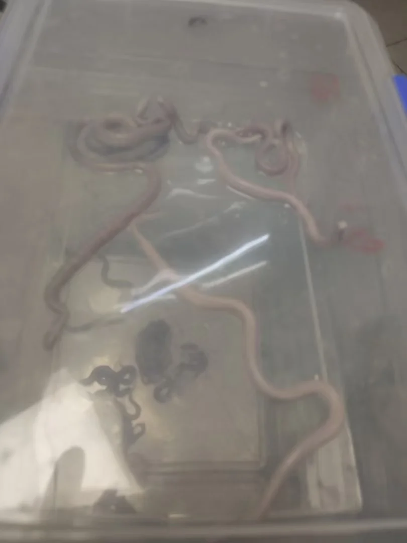 ඼۸