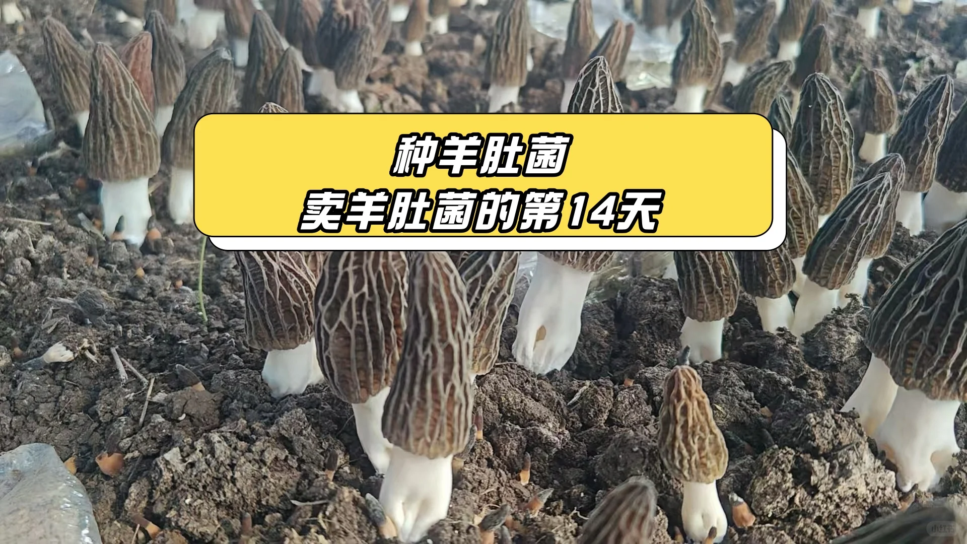 Ǿ飬һ֣̫
