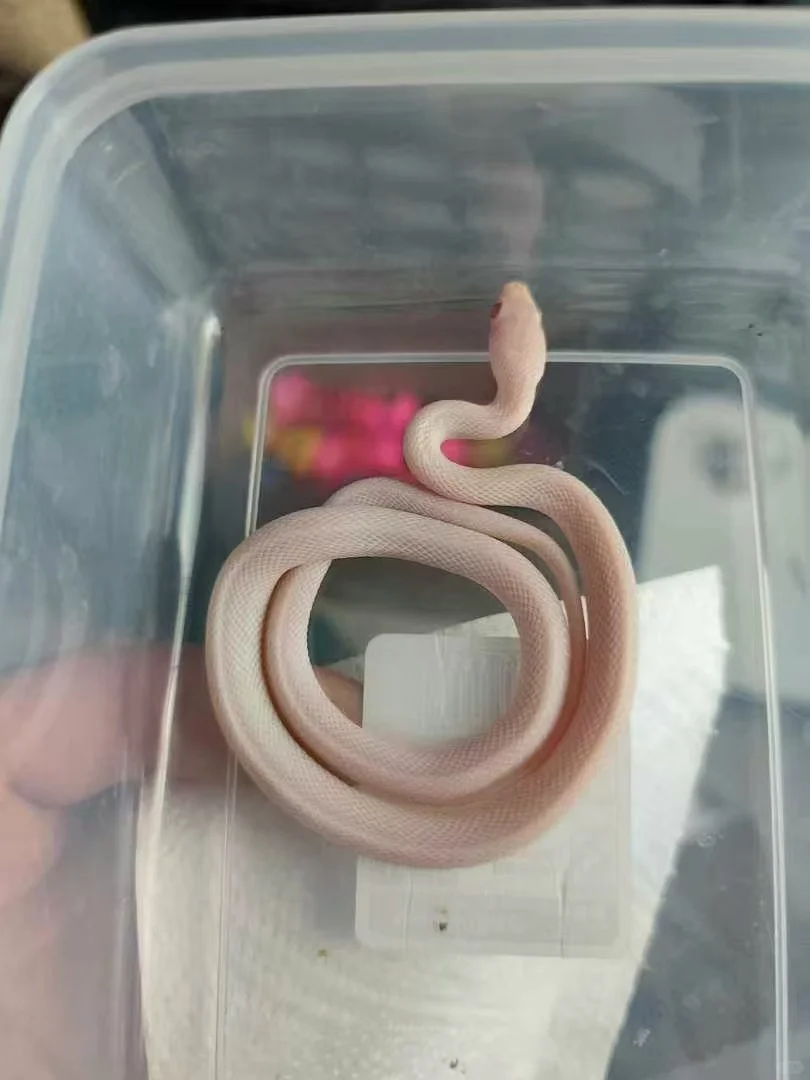 ඼۸