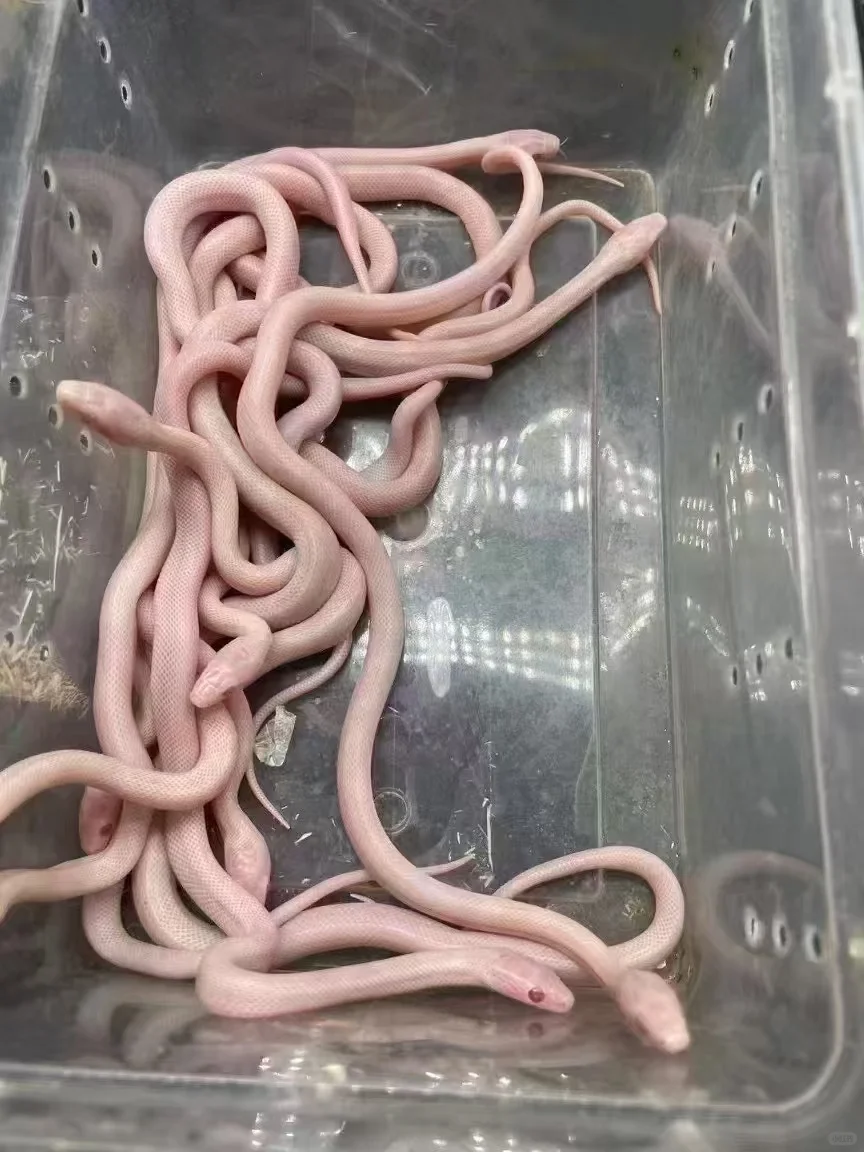 ඼۸