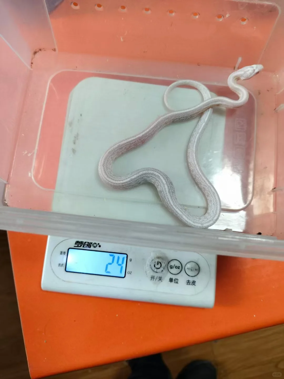 ඼۸