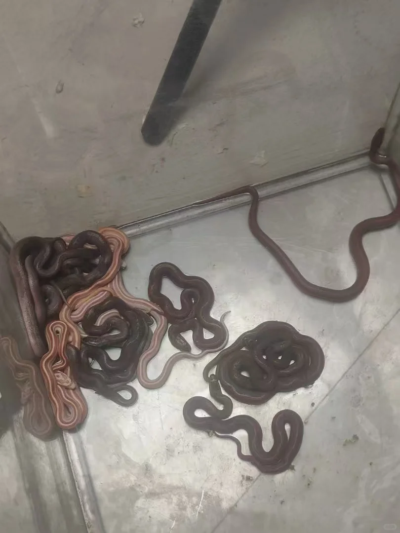 ඼۸