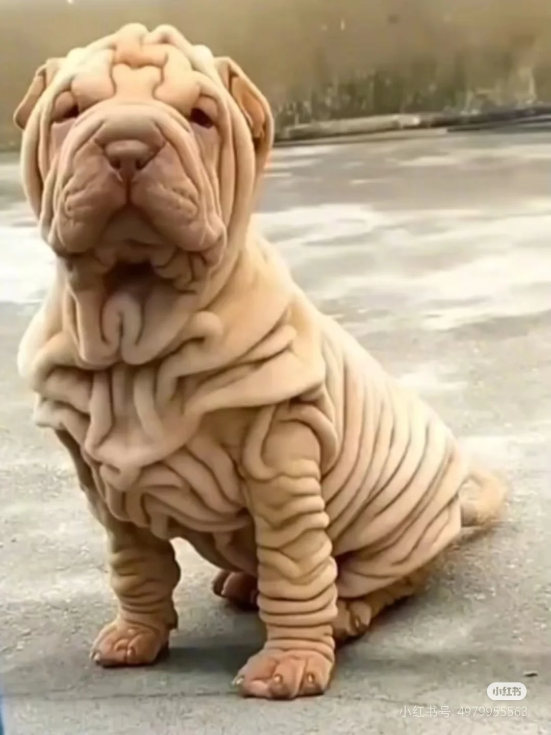 ȶѪƤ