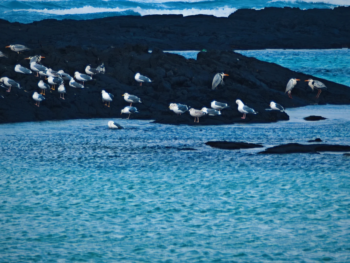 Jeju???ݵηѩռ