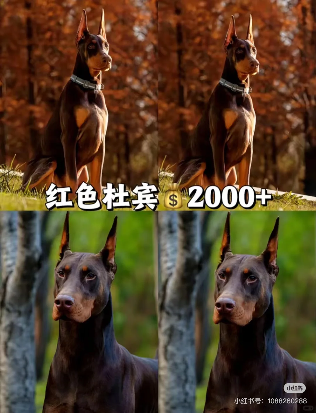 ű۸