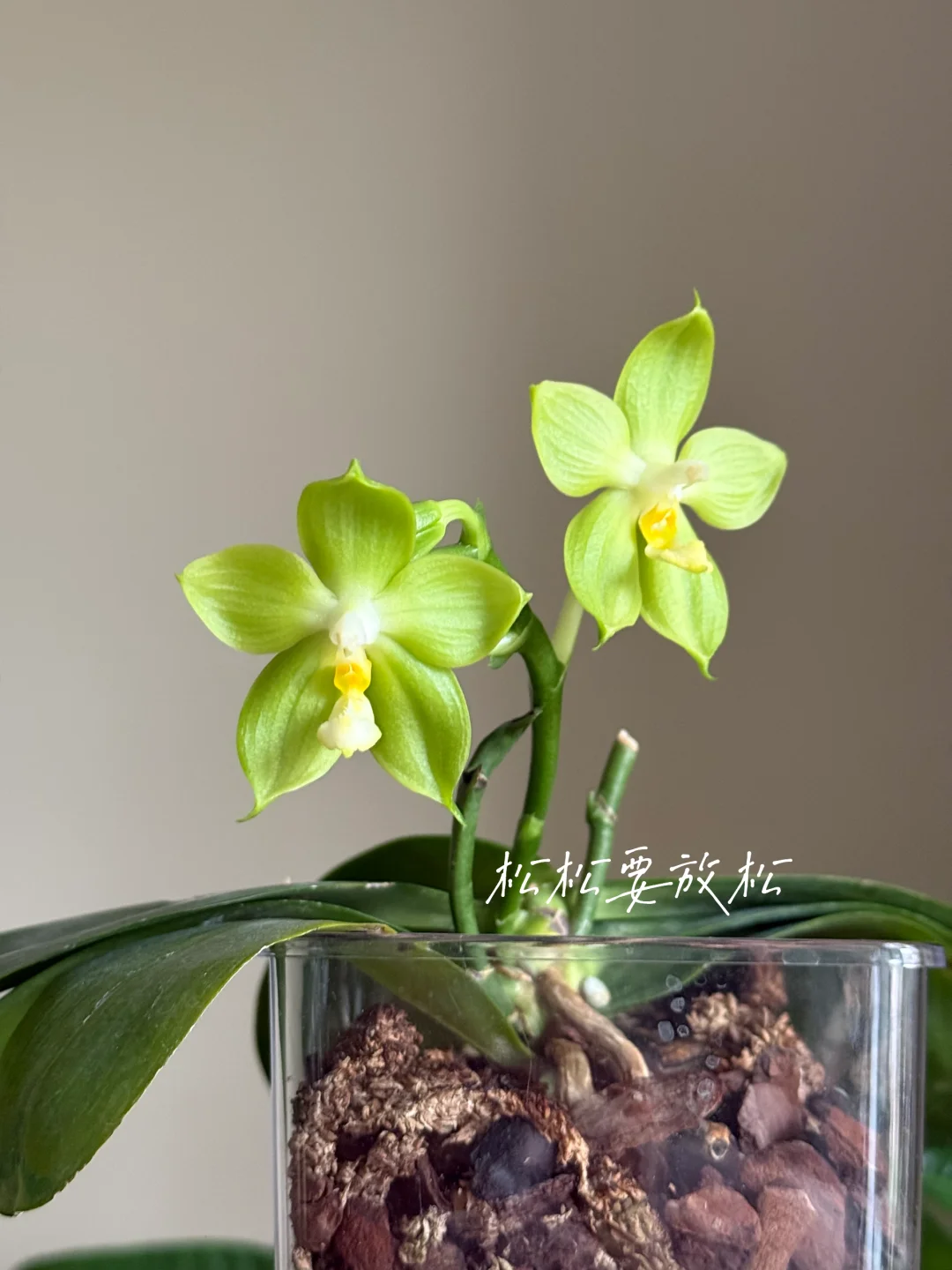 ɫѽ