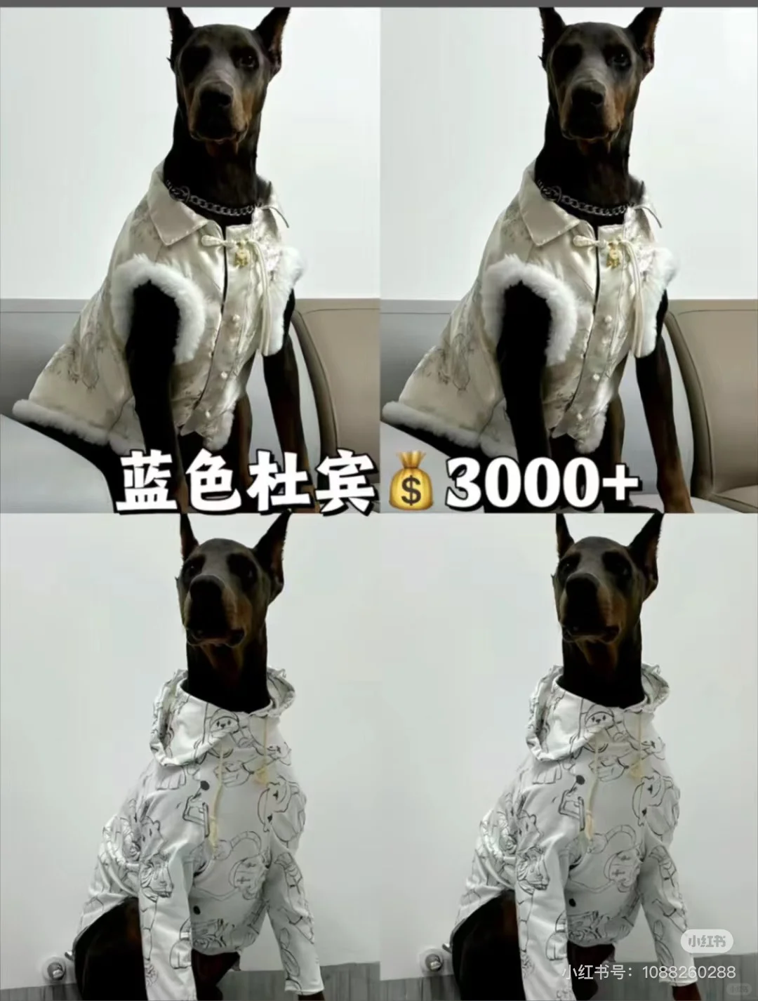 ű۸