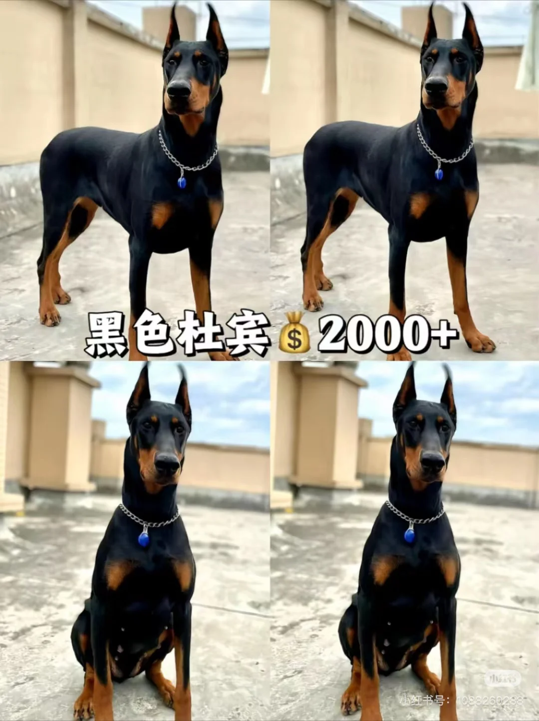 ű۸