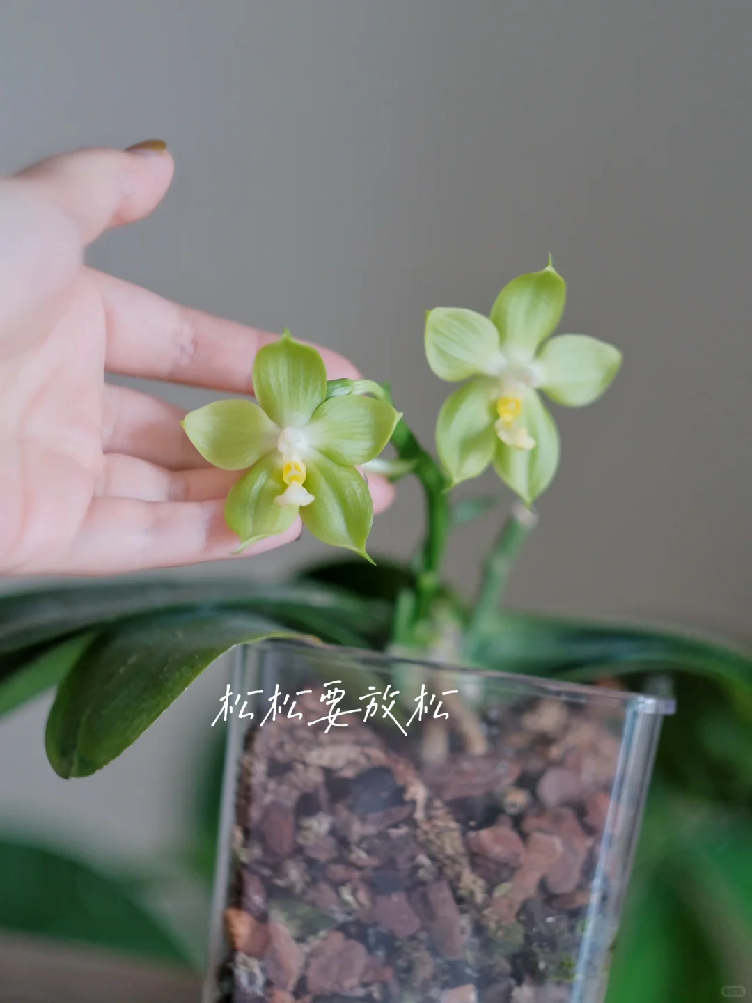 ɫѽ