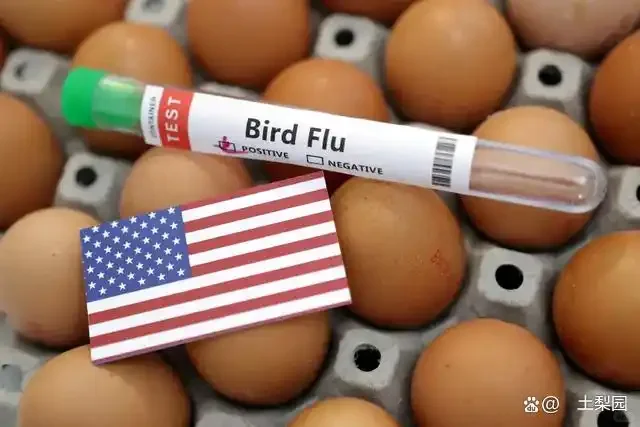 家人们谁懂啊！美国被一颗鸡蛋拿捏了?