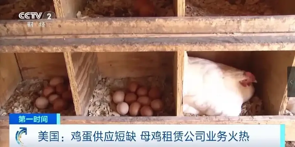 家人们谁懂啊！美国被一颗鸡蛋拿捏了?