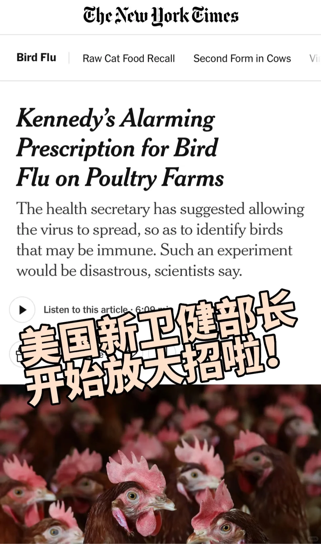 禽流感疫苗被? 以后美国鸡比金贵？