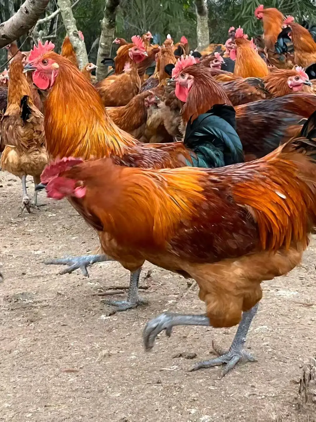ɶĿ