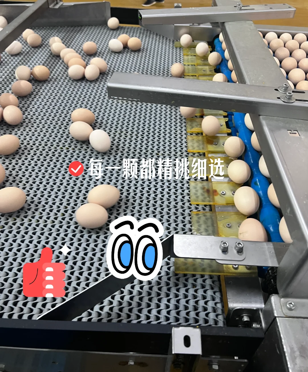 ̳ȫ̽ڼƼ𺳣