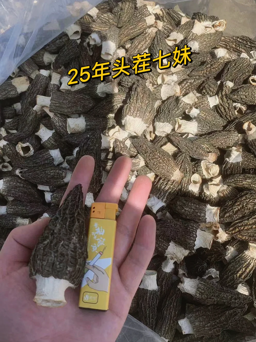 卖羊肚菌第六天 羊肚菌采收季进入尾声?