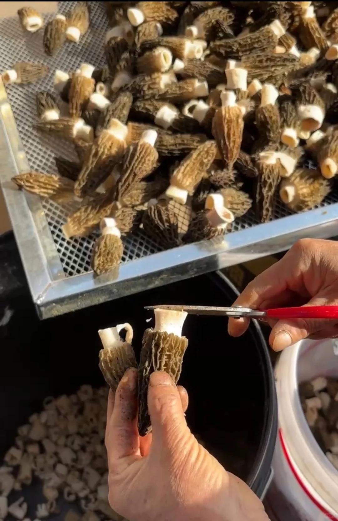 卖羊肚菌第六天 羊肚菌采收季进入尾声?
