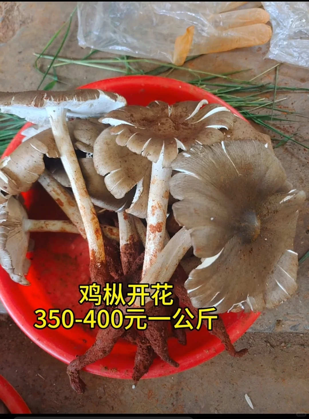 ˵ĿҪ