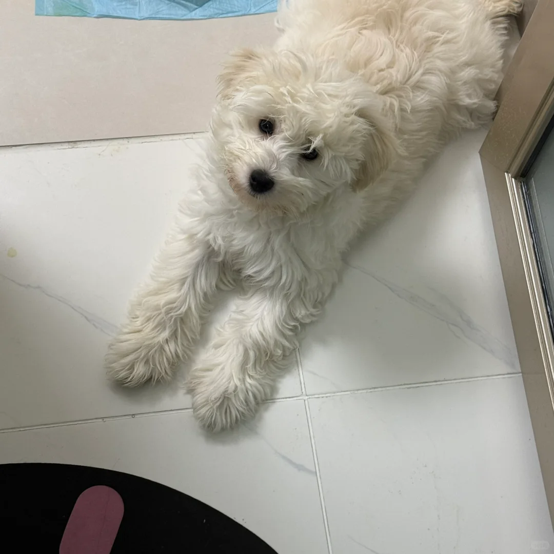 还我西高地 ??♀?还我一万五??♀?