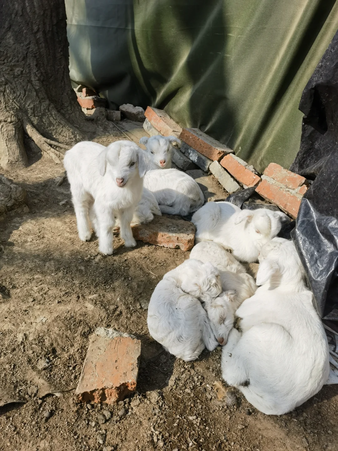 Сᡣɳԣ