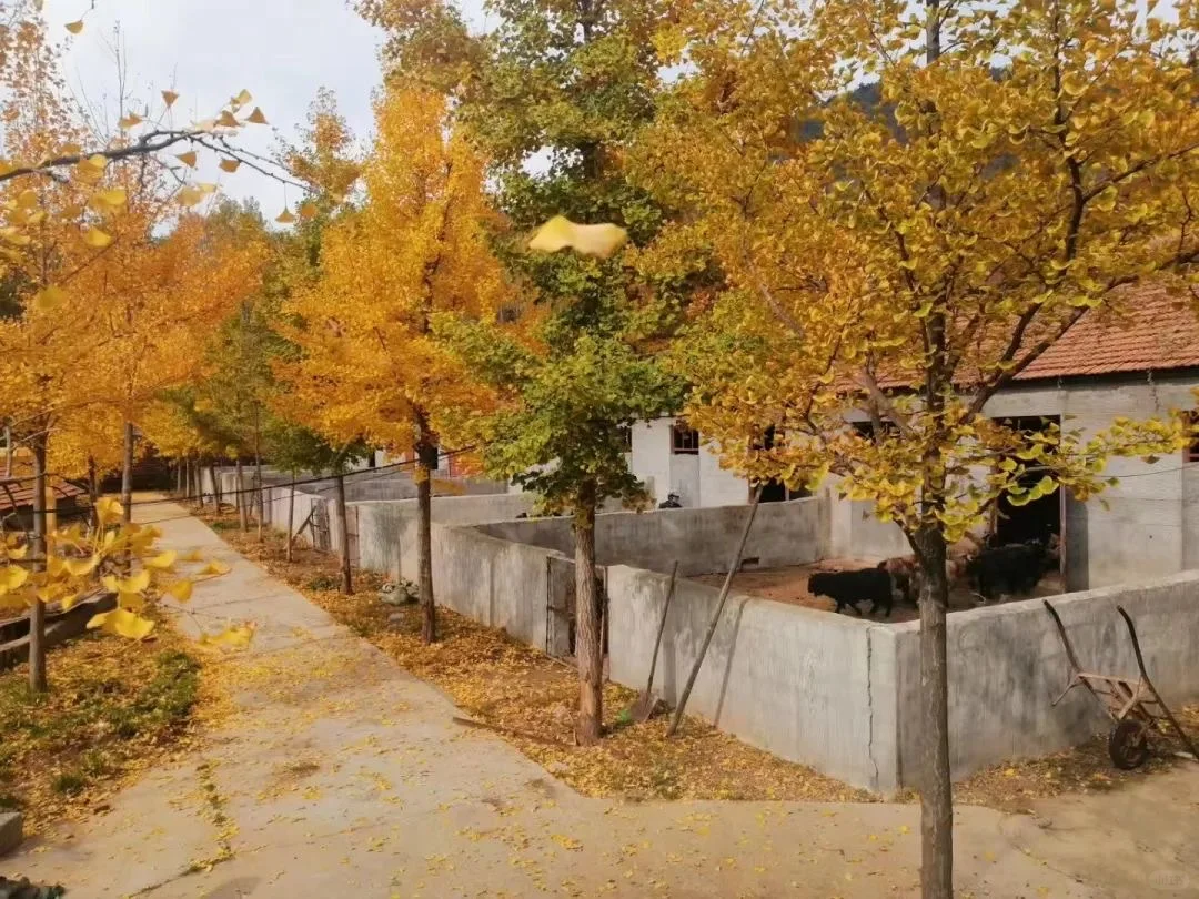 Դɽѡʡʮѡ