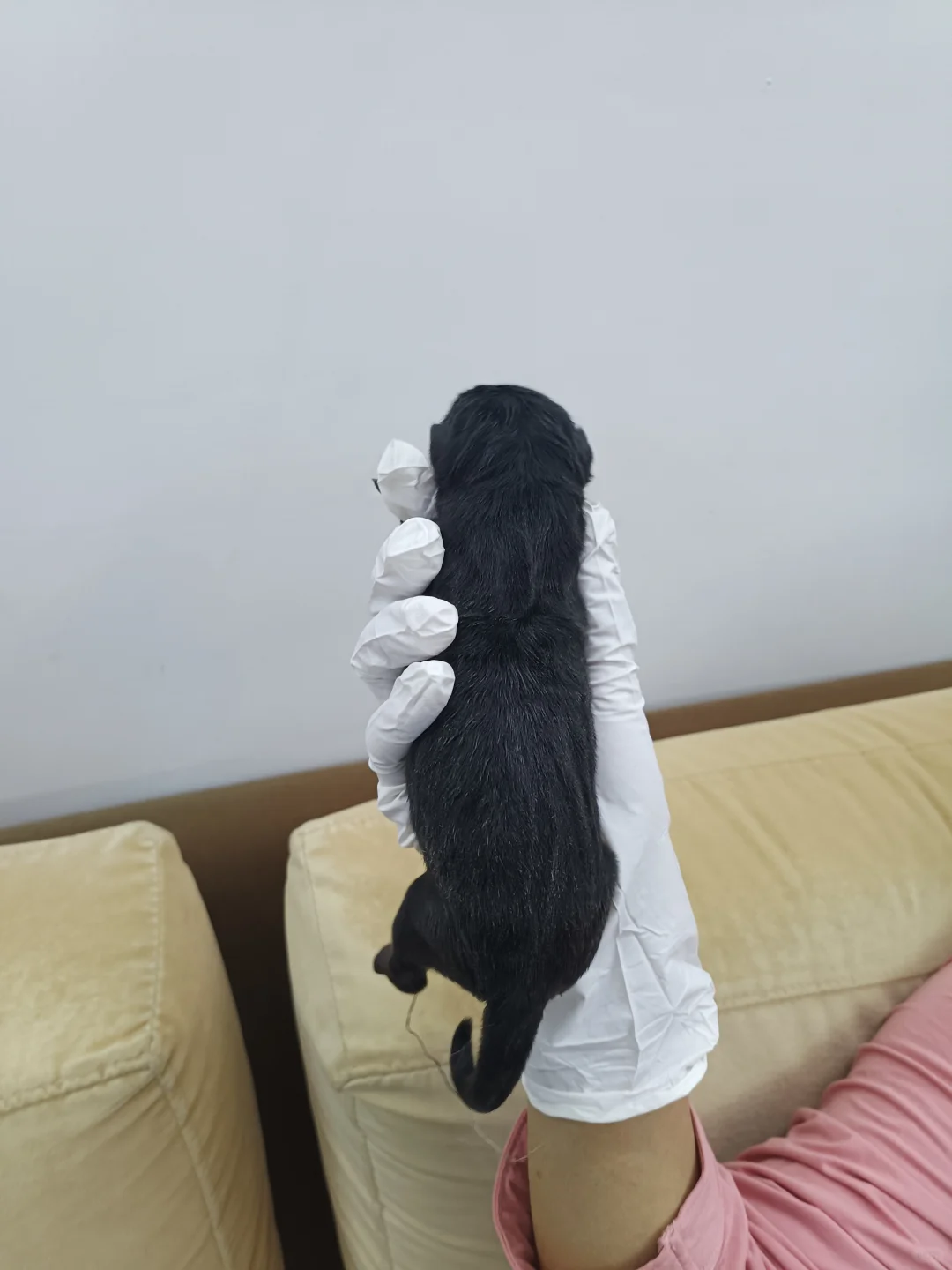 ë͵ĹҪ