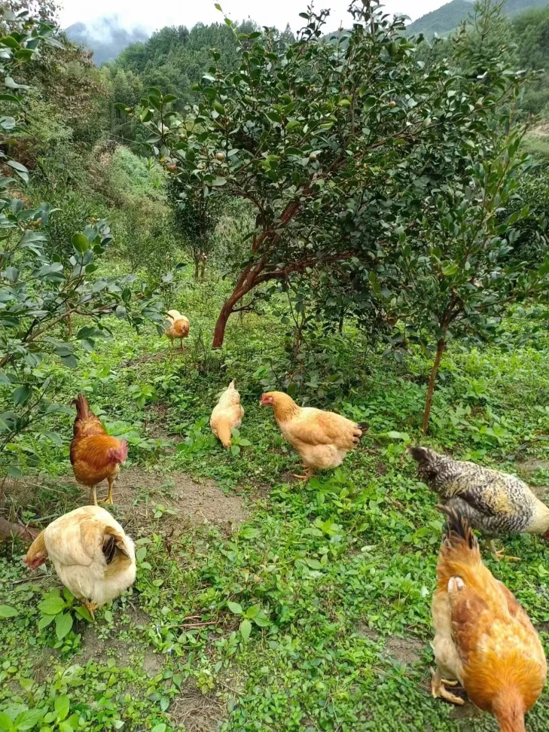 ڼֳ