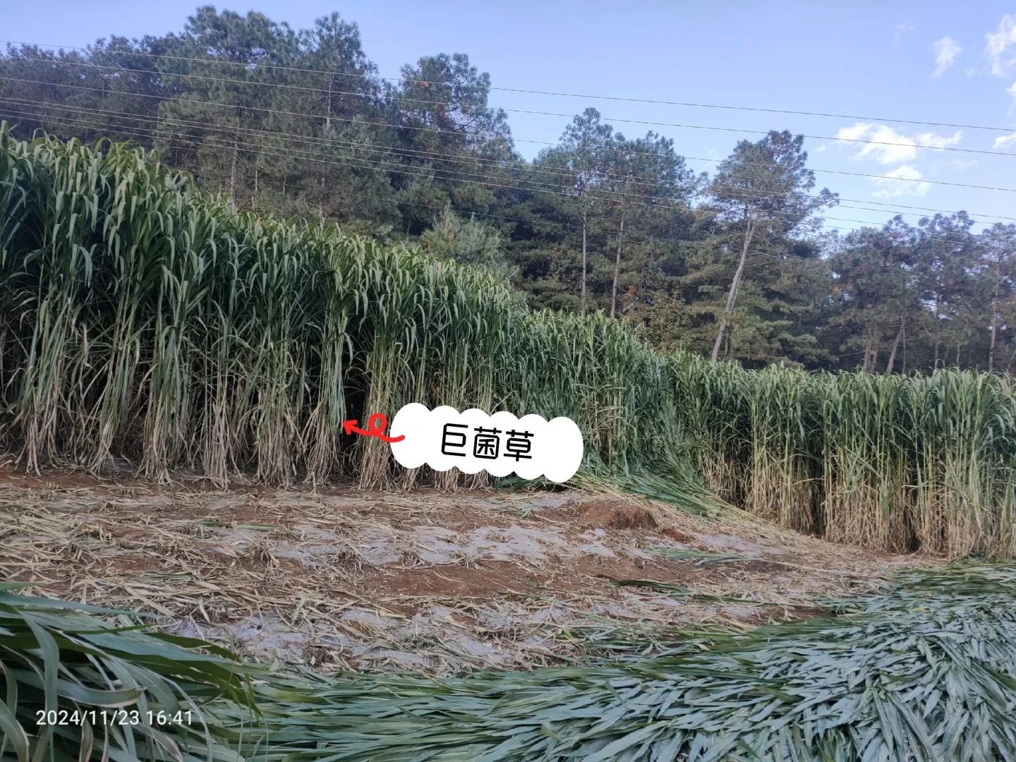 妈妈喂一年半还没三斤的土鸡，30一斤贵么！