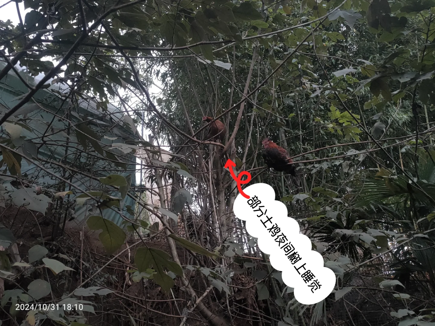 妈妈喂一年半还没三斤的土鸡，30一斤贵么！