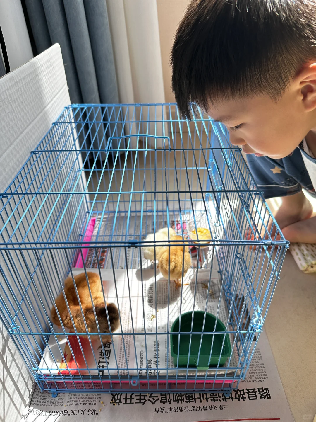 北京买小鸡?地点合集，收藏不迷路??
