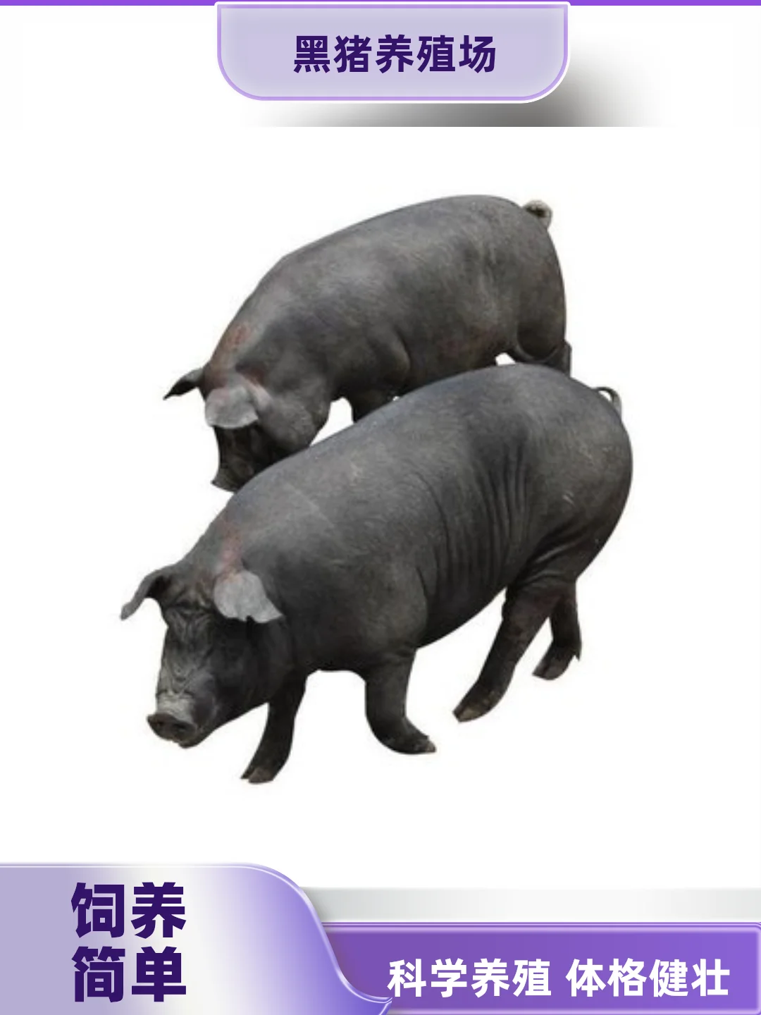 ۸Ǯ